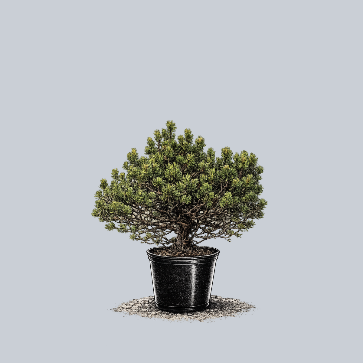 john lewis bonsai tree Spaan's Dwarf Shore Pine – Plant Detectives