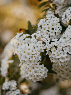 Spirea Blooms