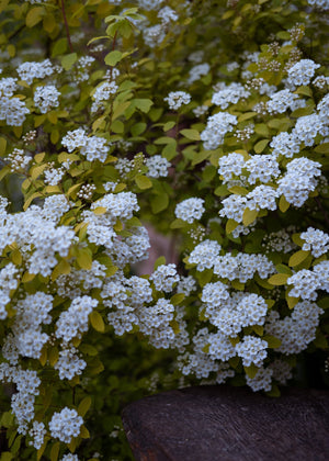 White Spirea Blooms