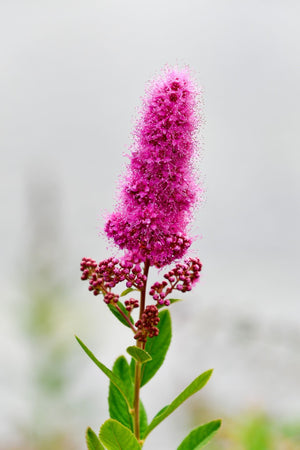 Purple Spirea