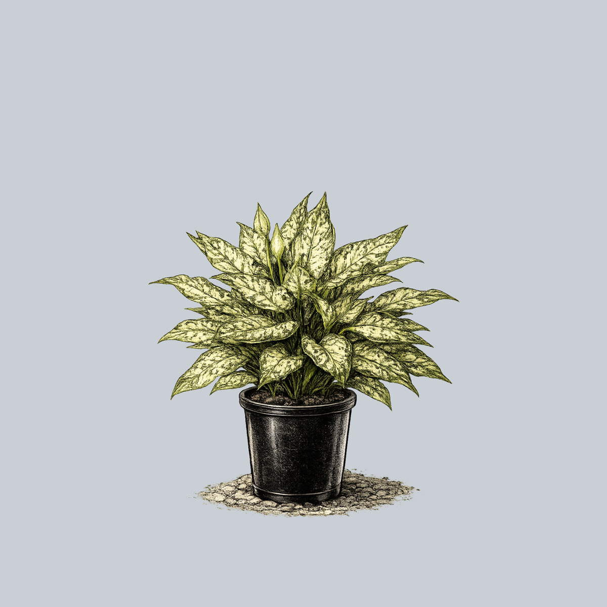 aglaonema snow Spring Snow Chinese Evergreen – Plant Detectives