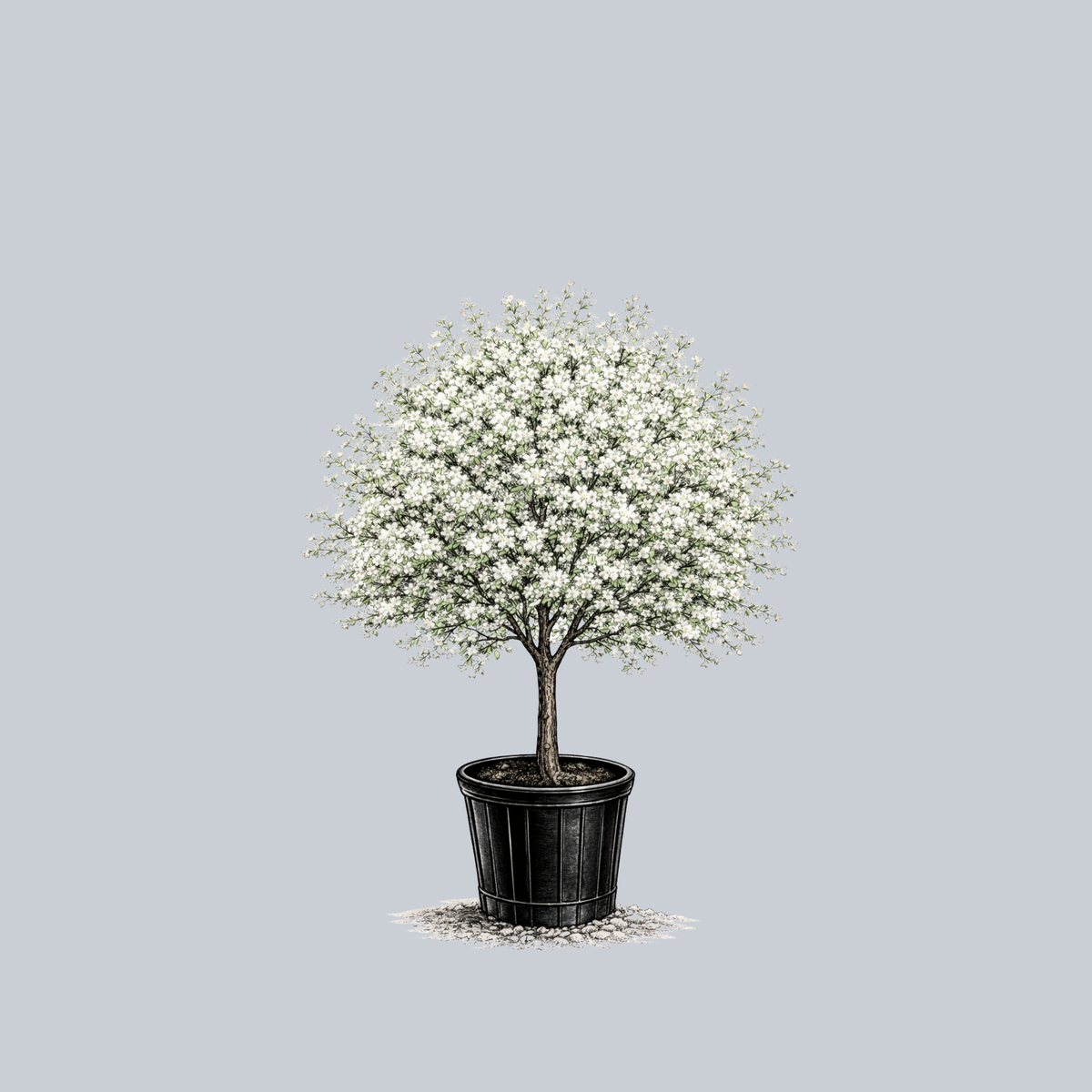 Spring Snow Crabapple – Plant Detectives