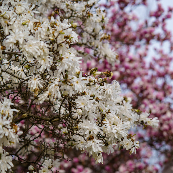 Star Magnolia - Magnolia - Flowering Trees