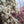 Load image into Gallery viewer, Star Magnolia - Magnolia - Flowering Trees