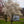 Load image into Gallery viewer, Star Magnolia - Magnolia - Flowering Trees