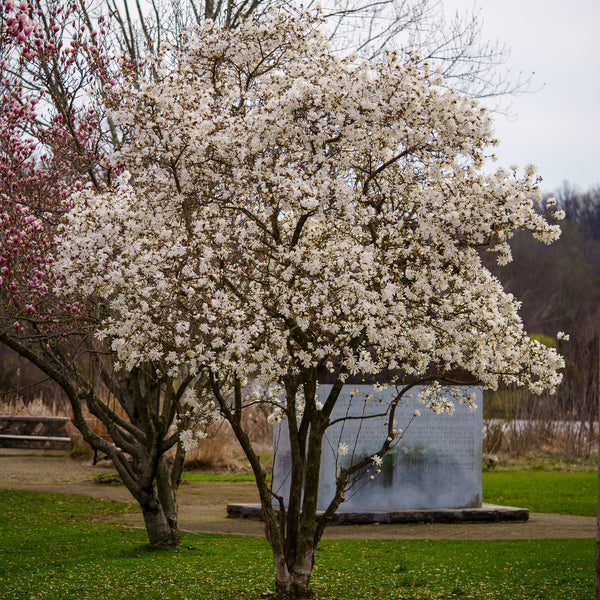 Star Magnolia - Magnolia - Flowering Trees