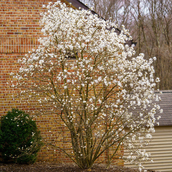 Star Magnolia - Magnolia - Flowering Trees