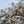 Load image into Gallery viewer, Star Magnolia - Magnolia - Flowering Trees