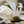 Load image into Gallery viewer, Star Magnolia - Magnolia - Flowering Trees