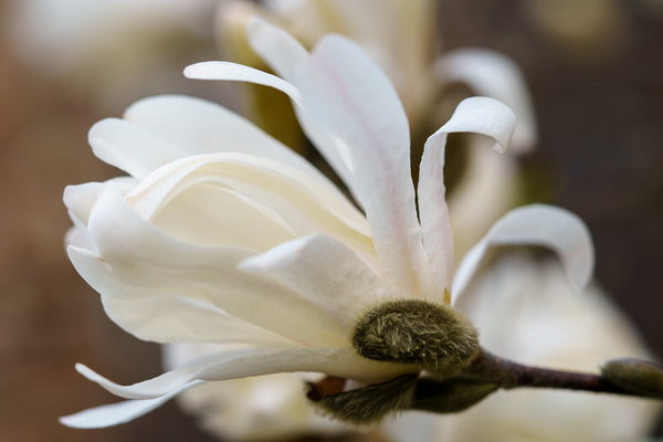 Star Magnolia - Magnolia - Flowering Trees