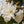Load image into Gallery viewer, Star Magnolia - Magnolia - Flowering Trees