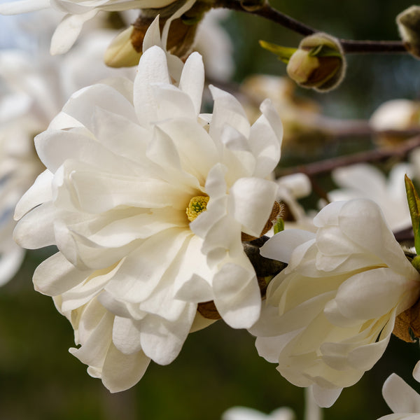 Star Magnolia - Magnolia - Flowering Trees