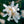 Load image into Gallery viewer, Star Magnolia - Magnolia - Flowering Trees