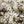 Load image into Gallery viewer, Star Magnolia - Magnolia - Flowering Trees