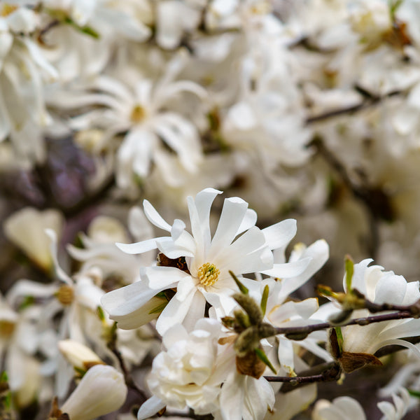 Star Magnolia - Magnolia - Flowering Trees