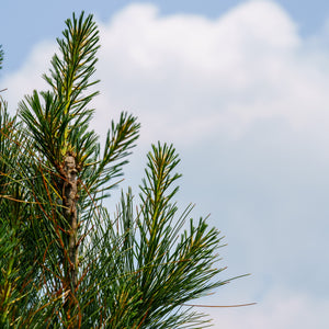 Stowe Pillar White Pine - Pine - Conifers