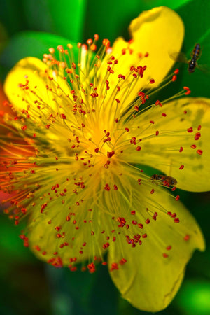 St John's Wort Flower Macro