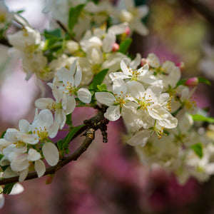 Sugar Tyme Crabapple - Crabapple - Flowering Trees