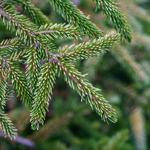 Sulphur Flush Oriental Spruce - Spruce - Conifers