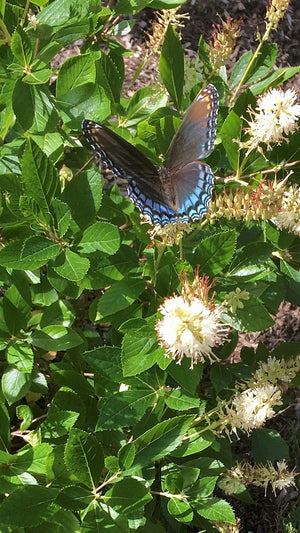 Summersweet with Butterfly