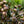 Load image into Gallery viewer, Ginger Wine Ninebark - Ninebark - Shrubs