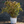 Load image into Gallery viewer, Summer Wine Ninebark - Ninebark - Shrubs