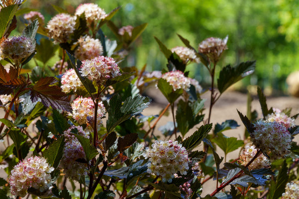 Ginger Wine Ninebark - Ninebark - Shrubs