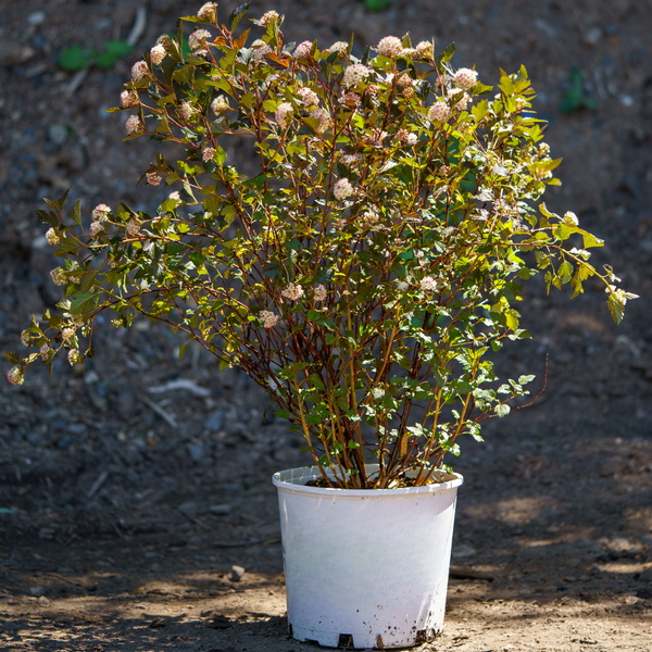 Summer Wine Ninebark - Ninebark - Shrubs