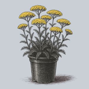 Sunny Seduction Yarrow