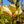 Load image into Gallery viewer, Sunsation Magnolia - Magnolia - Flowering Trees