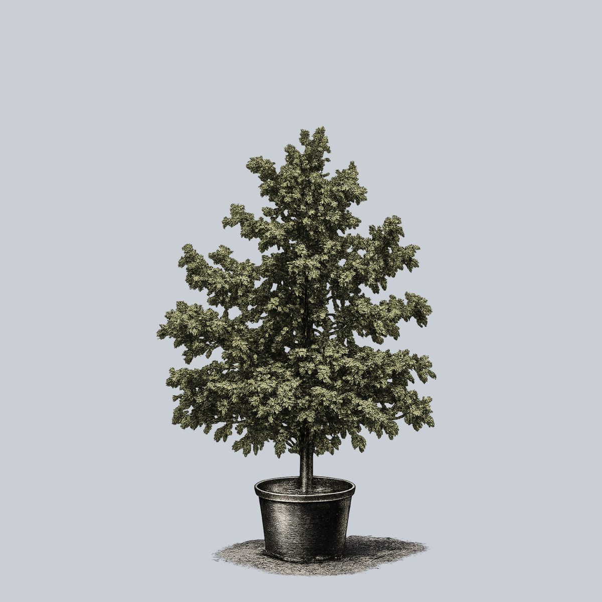 white oak bonsai tree Swamp White Oak – Plant Detectives