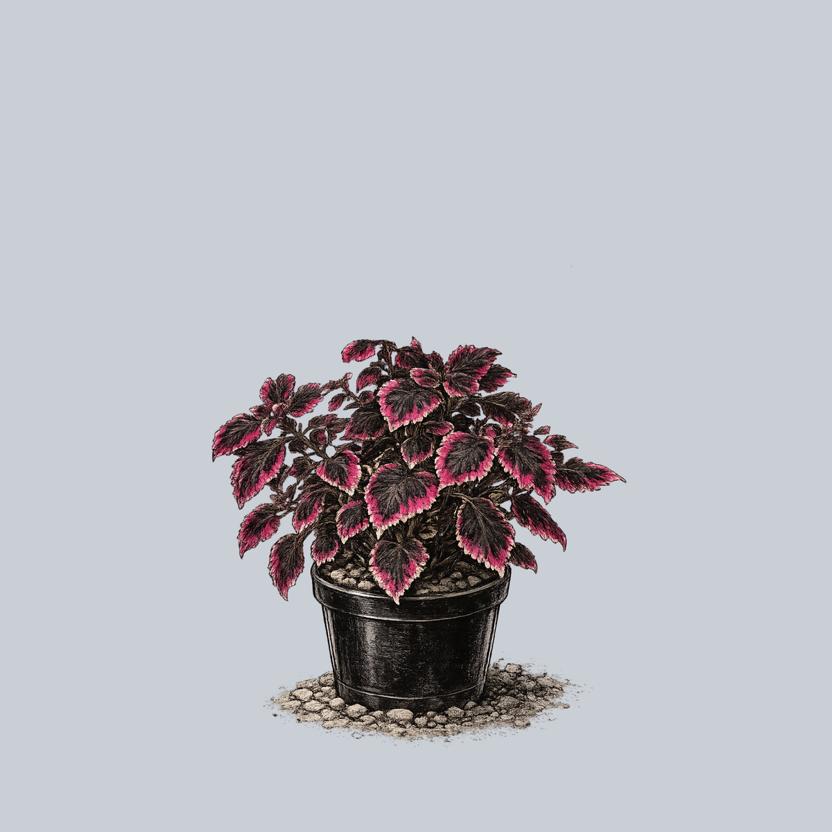 Swinging Linda Coleus – Plant Detectives