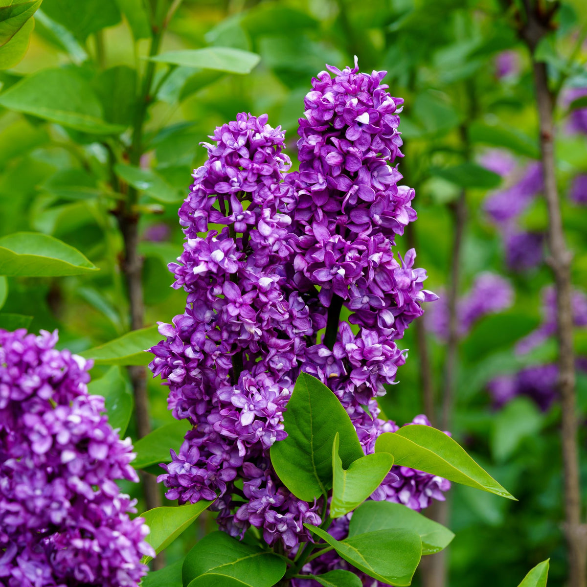 Charles Joly Lilac – Plant Detectives