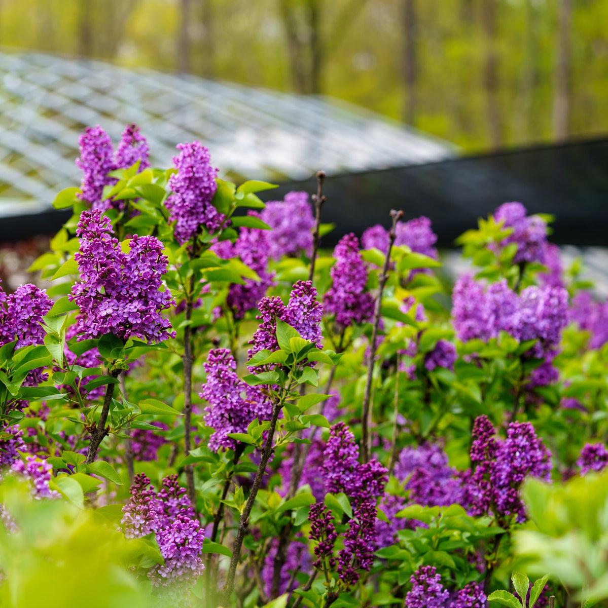 Charles Joly Lilac – Plant Detectives