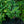 Load image into Gallery viewer, Sagae Hosta