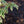 Load image into Gallery viewer, Samaritan Chinese Dogwood