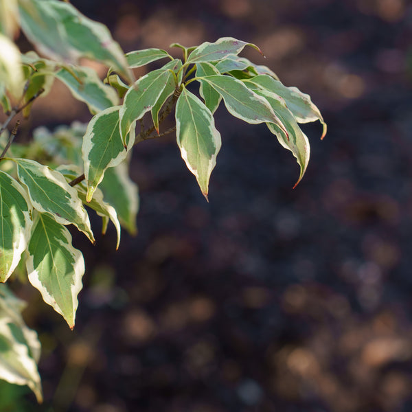 Samaritan Chinese Dogwood