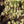 Load image into Gallery viewer, Samaritan Chinese Dogwood