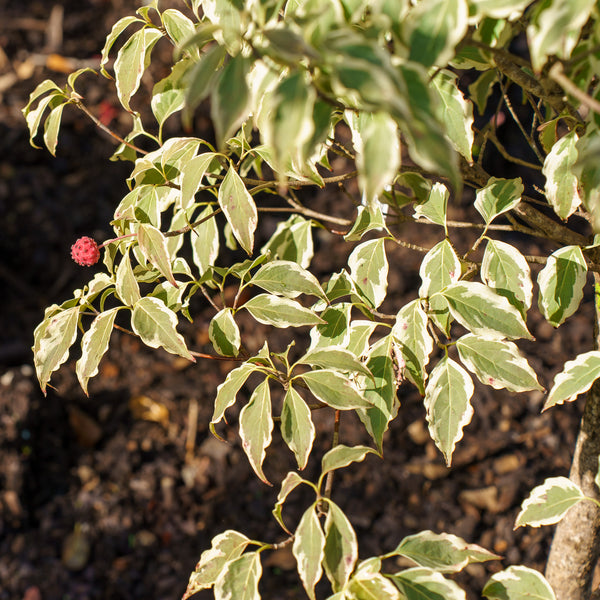 Samaritan Chinese Dogwood