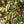 Load image into Gallery viewer, Samaritan Chinese Dogwood