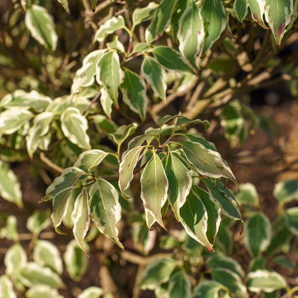 Samaritan Chinese Dogwood