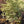 Load image into Gallery viewer, Samaritan Chinese Dogwood