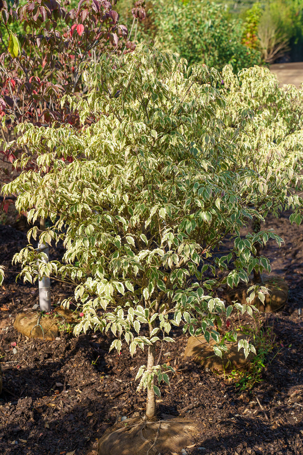 Samaritan Chinese Dogwood
