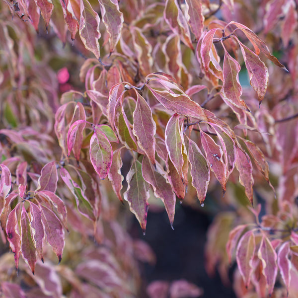 Samaritan Chinese Dogwood