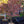Load image into Gallery viewer, Samaritan Chinese Dogwood