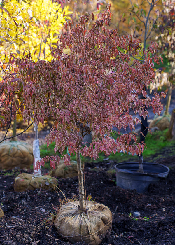 Samaritan Chinese Dogwood