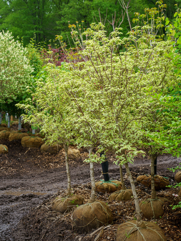 Samaritan Chinese Dogwood