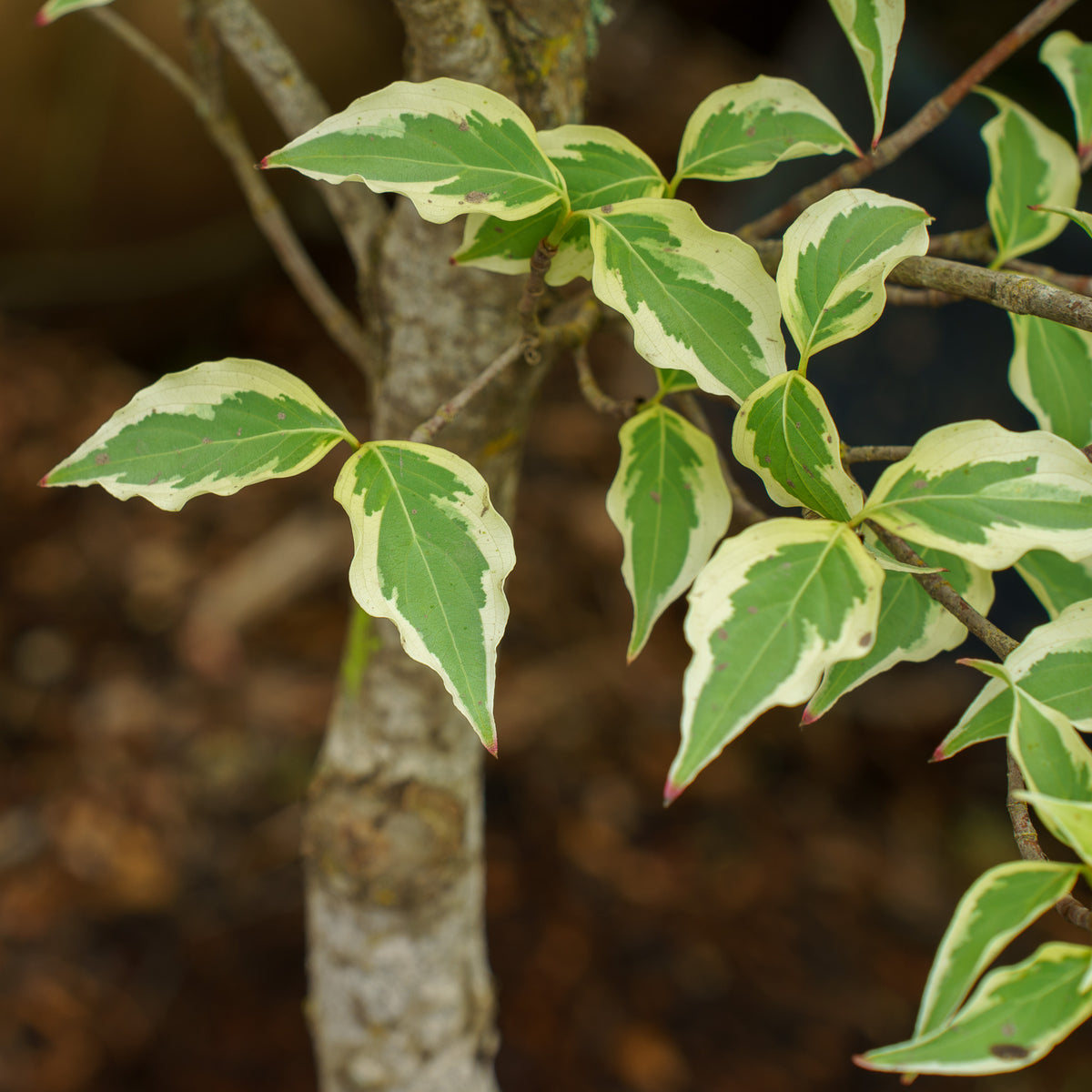 茶 KOU Samaritan Kousa Dogwood – Plant Detectives