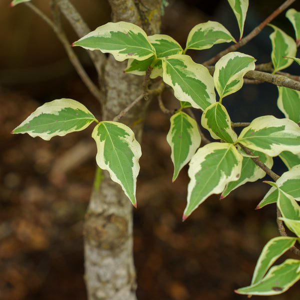 Samaritan Chinese Dogwood