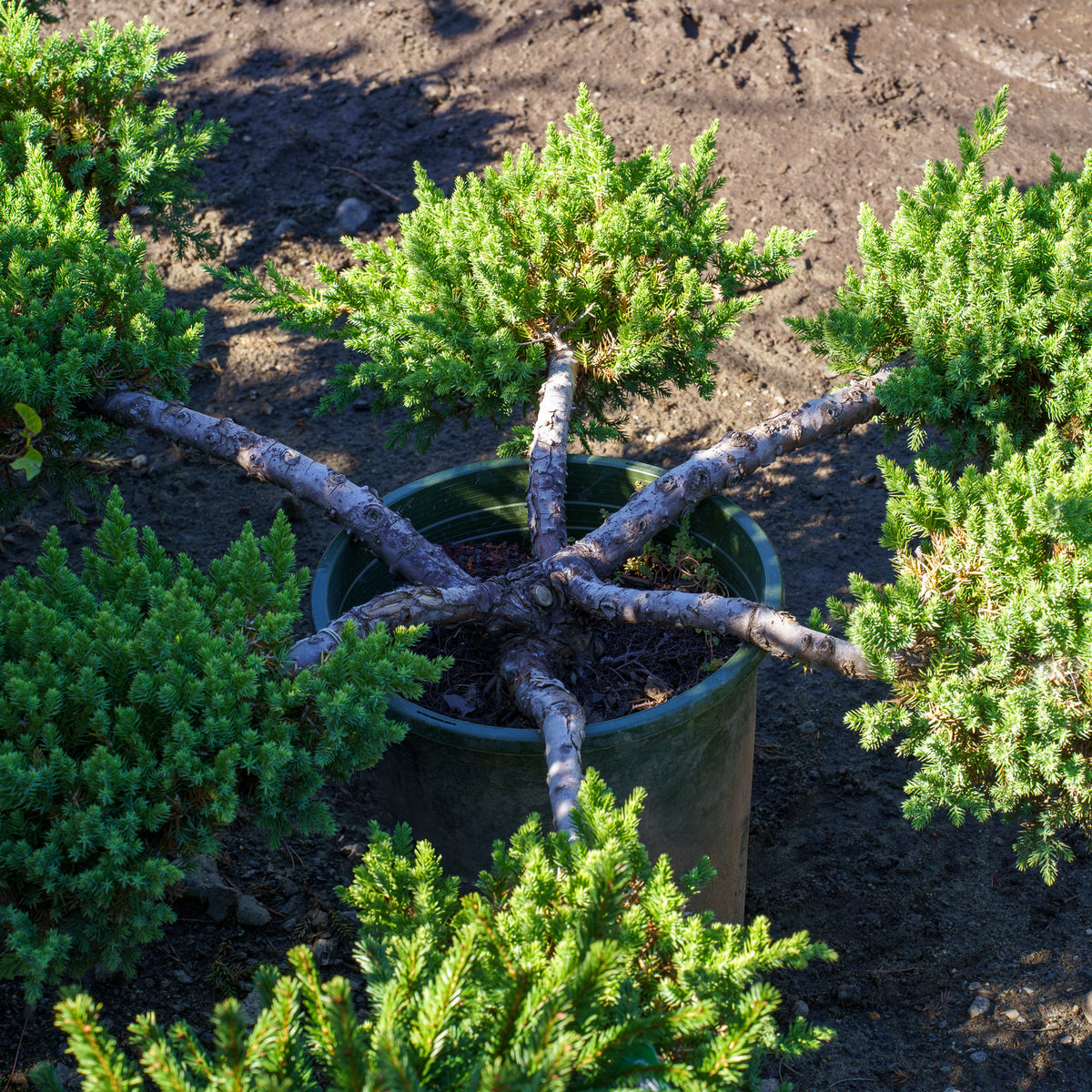 bonsai tree san jose San Jose Chinese Juniper – Plant Detectives